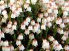 Show product details for Cassiope Muirhead